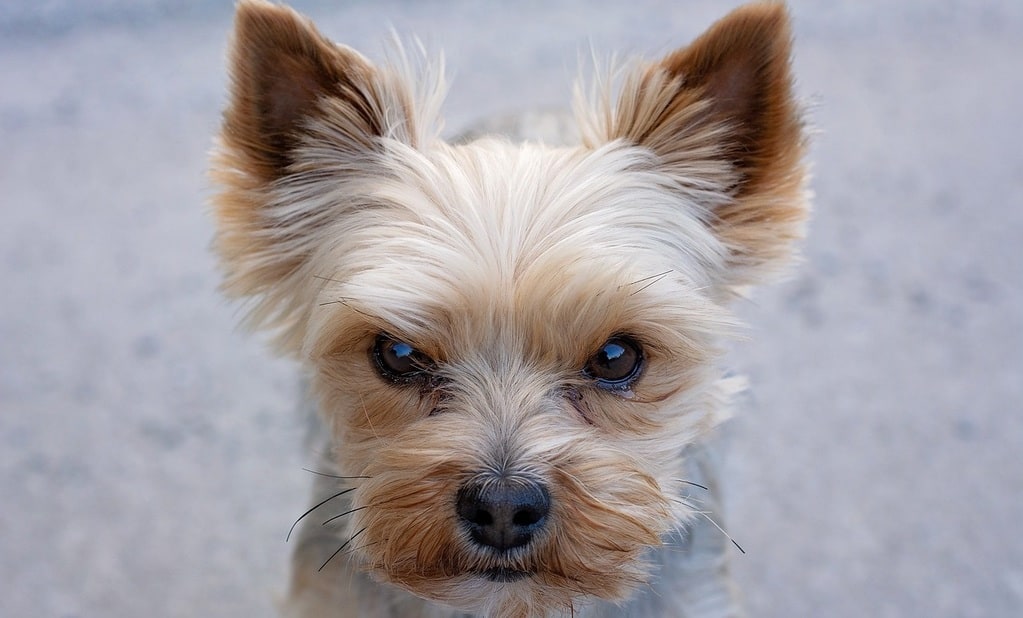 Comment apprendre la propreté à un chiot yorkshire ?